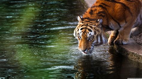 5,000+ Free Animals & Animal Videos, HD & 4K Clips .